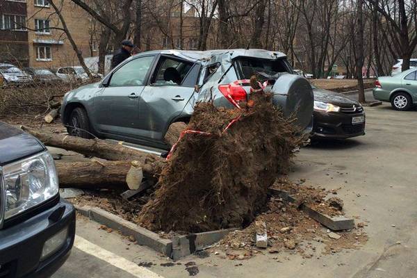 Что делать, если упало дерево или сосулька на машину? Список действий - фото